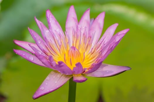 The appearance of a purple lotus flower is a beautiful symbol of Buddhism.