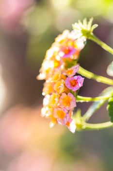 Beautiful Colorful Forest Flower, Weeping Lantana, Lantana camara Linn in the garden