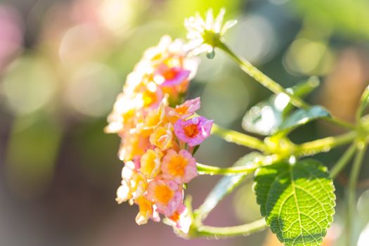 Beautiful Colorful Forest Flower, Weeping Lantana, Lantana camara Linn in the garden