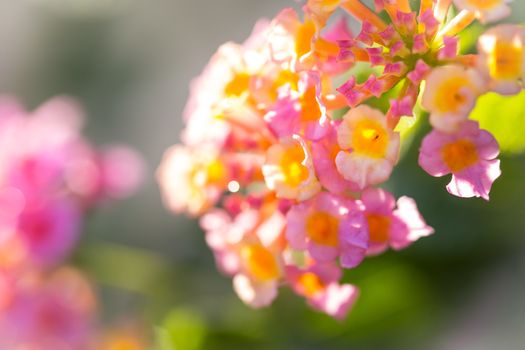 Beautiful Colorful Forest Flower, Weeping Lantana, Lantana camara Linn in the garden