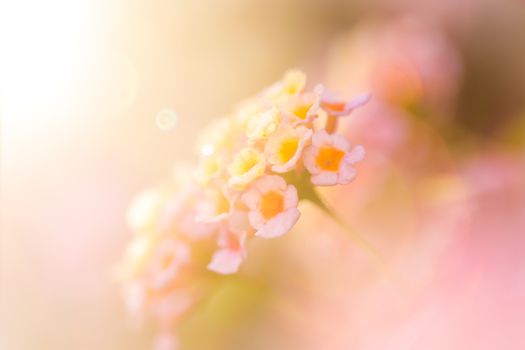 Beautiful Colorful Forest Flower, Weeping Lantana, Lantana camara Linn in the garden