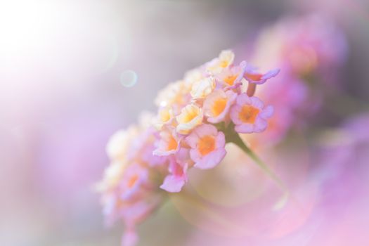 Beautiful Colorful Forest Flower, Weeping Lantana, Lantana camara Linn in the garden