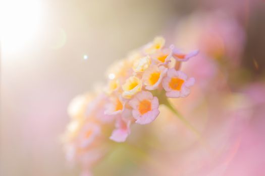 Beautiful Colorful Forest Flower, Weeping Lantana, Lantana camara Linn in the garden