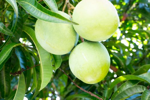 Close-up of Fresh Mango fruits and leaves at Mango tree.