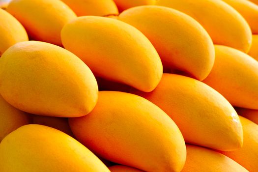 Close-up of Fresh Yellow Mangoes tropical fruits background or wallpaper. Fresh ripe exotic mango stack. 