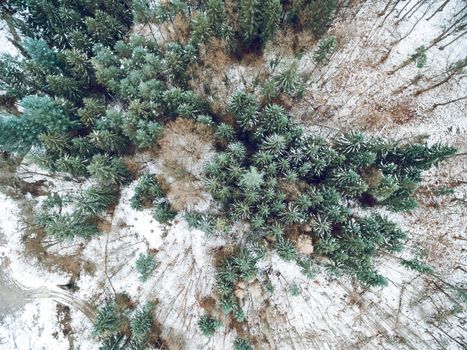 Drone aerial top view of a pine trees surrounded by a snow in wild park.