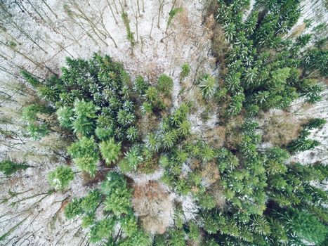 Drone aerial top view of a pine trees surrounded by a snow in wild park.
