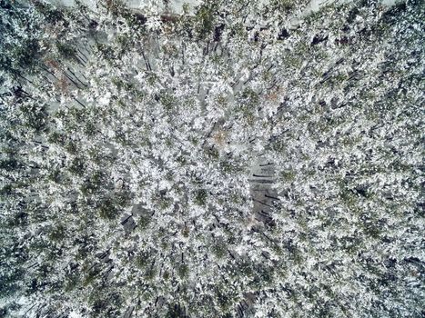 Drone aerial top view of a snow pine trees in a wild park.