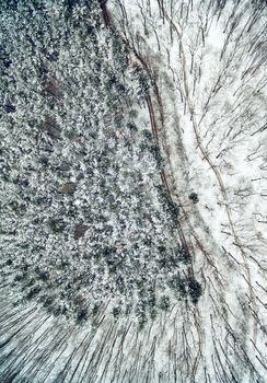 Drone aerial top view of a snow trees in wild park.