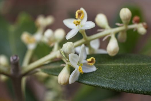 Blossoms of the European Olive (Olea europaea) promises an abundant harvest for the production of olive oil, an integral ingredient of Mediterranean cuisine.
