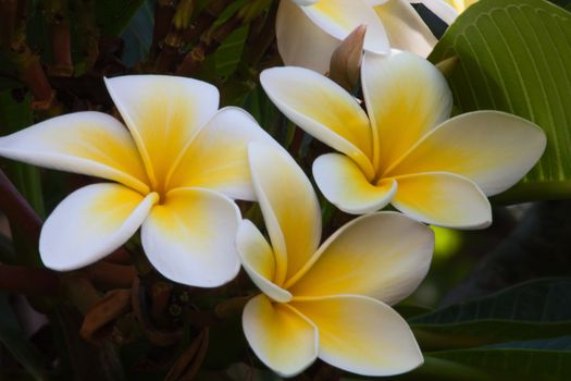 Bright Frangipani flowers against a dark background