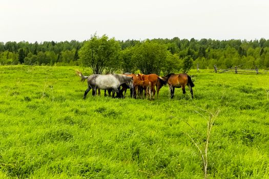 The herd of horses is grazing in a forest clearing. A pasture of horses