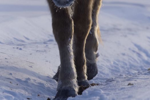 Yakut horses in the winter in the snow. The breed of Yakut horses.