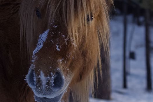 Yakut horses in the winter in the snow. The breed of Yakut horses.