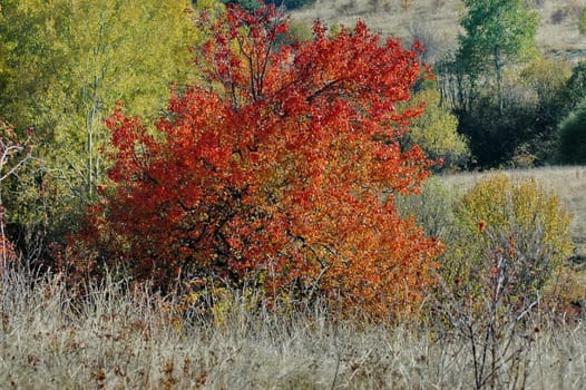 Amazing autumn view of glade and forest with deciduous trees  in Plana mountain, Bulgaria