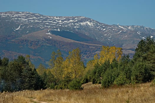 Amazing autumn view of glade, hill, forest with deciduous and coniferous trees  in Plana mountain, Bulgaria