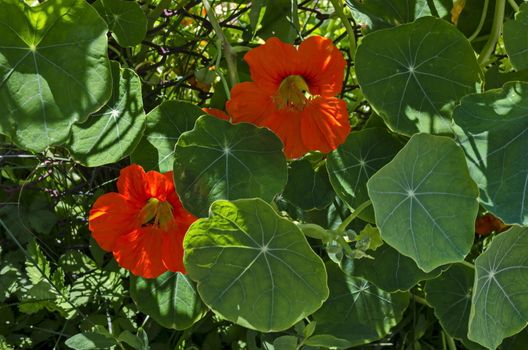 Blossom of  Nasturtium, Indian cress or tropaeolum majus in the summer garden, Jeleznitsa, Vitosha mountain, Bulgaria