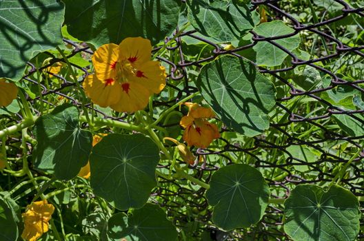 Blossom of  Nasturtium, Indian cress or tropaeolum majus in the summer garden, Jeleznitsa, Vitosha mountain, Bulgaria