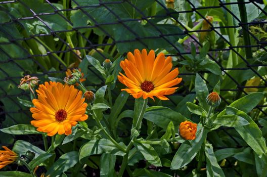 Bunch of the marigold or Calendula officinalis flowers in garden,  Jeleznitsa, Vitosha mountain, Bulgaria