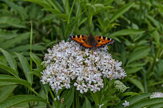 Monarch or Danaus plexippus butterfly over blossom of Elderberry or Sambucus ebulus, poisonous bush, Jeleznitsa, Vitosha mountain, Bulgaria