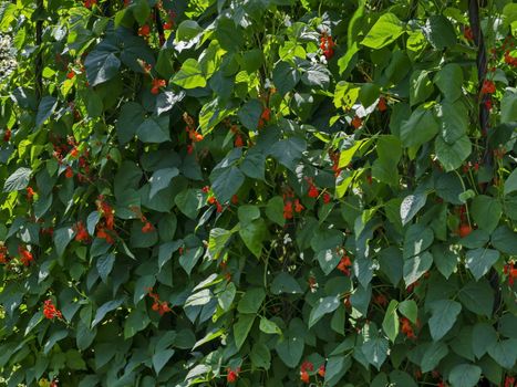 Flowers and leaves of fresh green beans plant or Phaseolus vulgaris in vegetables garden bed, Jeleznitsa, Vitosha mountain, Bulgaria