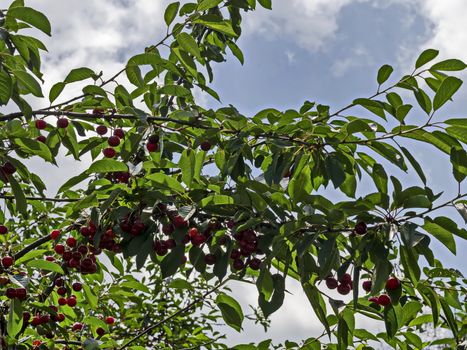 Cherry or morello tree full of sweet appetising red fruits in the garden, Jeleznitsa, Vitosha mountain, Bulgaria