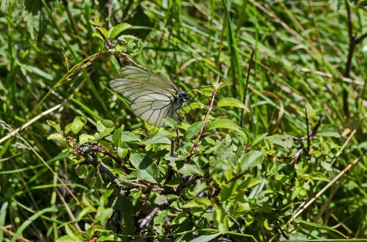 The insect pest American white butterfly, Black-veined White, Aporia crataegi or Hyphantria cunea, Jeleznitsa, Vitosha mountain, Bulgaria