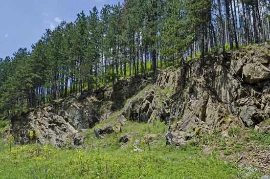 Summer sunlit coniferous forest  over  rock slope, bushes and wild flower, Vitosha mountain, Bulgaria