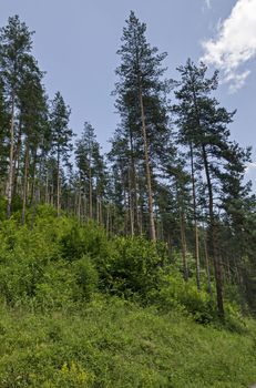 Summer sunlit coniferous forest  over slope, bushes and wild flower, Vitosha mountain, Bulgaria