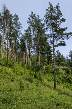 Summer sunlit coniferous forest  over slope, bushes and wild flower, Vitosha mountain, Bulgaria