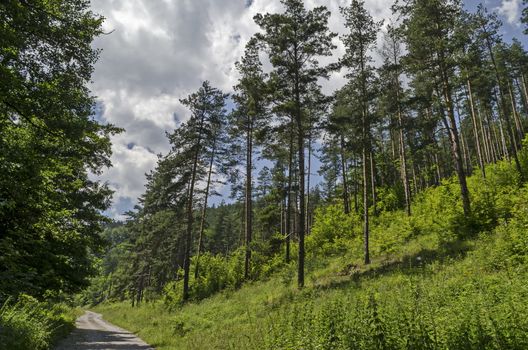 Summer sunlit coniferous forest with road, bushes and deciduous trees, Vitosha mountain, Bulgaria