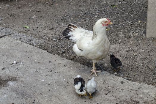 Brood-hen with three small chickens walk in the  yard, Jeleznitsa, Vitosha mountain, Bulgaria