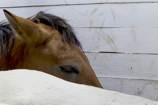 The horses are in the pen. Horses in a fenced space.