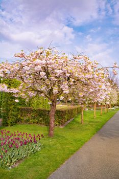 Spring in the park. Lisse, the Netherlands.