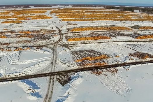 The felled trees lie under the open sky. Deforestation in Russia. Destruction of forests in Siberia. Harvesting of wood.