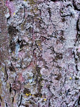 Close up of colorful old wood with mossy textured pattern