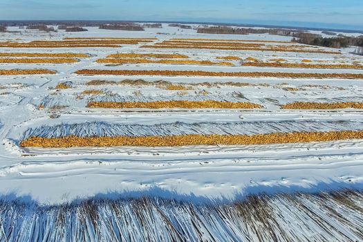 The felled trees lie under the open sky. Deforestation in Russia. Destruction of forests in Siberia. Harvesting of wood.