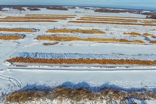 The felled trees lie under the open sky. Deforestation in Russia. Destruction of forests in Siberia. Harvesting of wood.