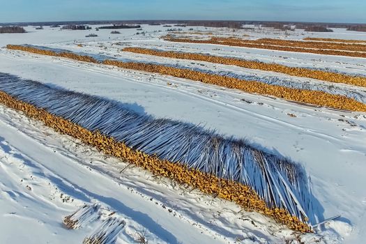 The felled trees lie under the open sky. Deforestation in Russia. Destruction of forests in Siberia. Harvesting of wood.