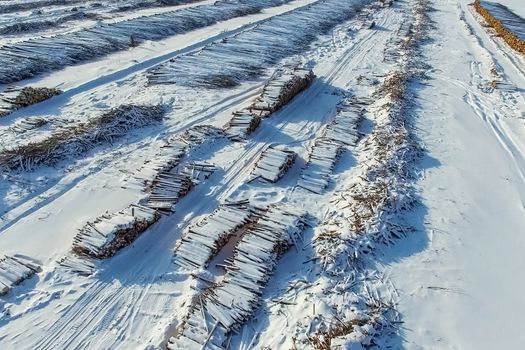 The felled trees lie under the open sky. Deforestation in Russia. Destruction of forests in Siberia. Harvesting of wood.