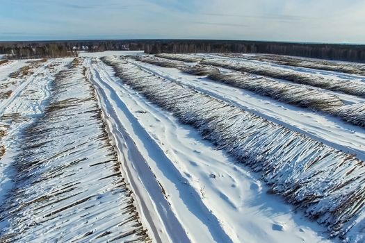 The felled trees lie under the open sky. Deforestation in Russia. Destruction of forests in Siberia. Harvesting of wood.