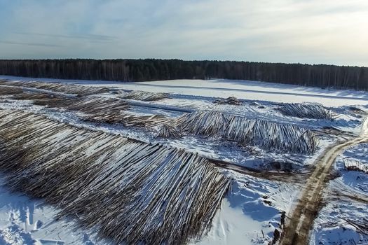 The felled trees lie under the open sky. Deforestation in Russia. Destruction of forests in Siberia. Harvesting of wood.