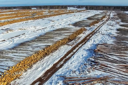 The felled trees lie under the open sky. Deforestation in Russia. Destruction of forests in Siberia. Harvesting of wood.