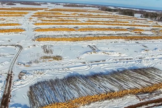 The felled trees lie under the open sky. Deforestation in Russia. Destruction of forests in Siberia. Harvesting of wood.