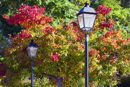 Two street lights in front of beautiful red and green tree during the daytime