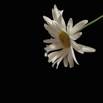 One white chamomile on a black background