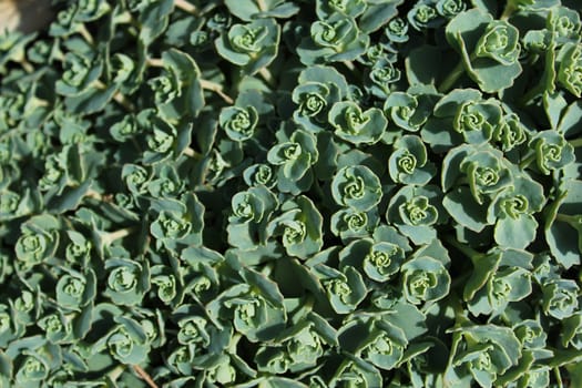 The picture shows beautiful stonecrop in the garden