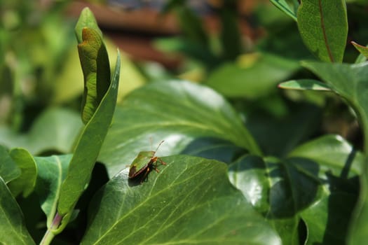 The picture shows a green bug in the garden