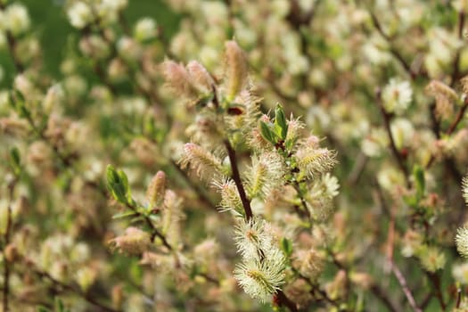 The picture shows a willow in the garden