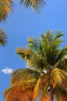 Palms trees pictured on the Caribbean island of Antigua.